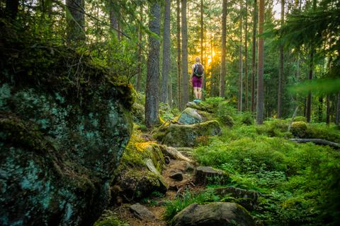 Auf dem Heidelbeerweg
