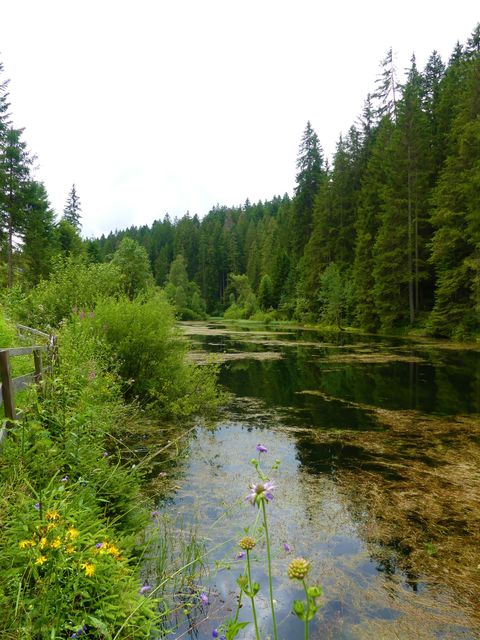 Poppelsee