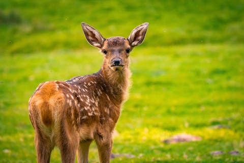 Hirschkalb