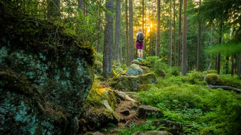 Wandern auf dem Heidelbeerweg