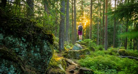 Wandern auf dem Heidelbeerweg Enzklösterle