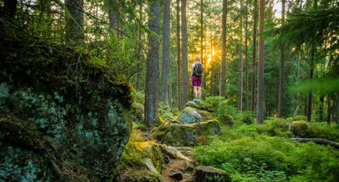 Wandern auf dem Heidelbeerweg Enzklösterle