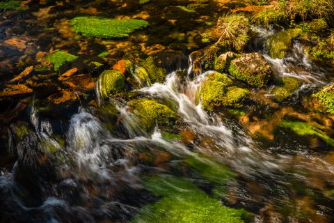Wild romantische Wanderung durch die Tannenwälder