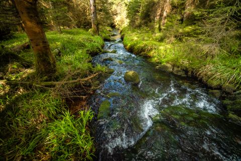 Wild romantische Wanderung durch die Tannenwälder