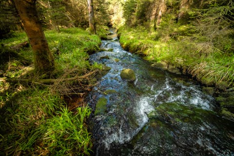 Wild romantische Wanderung durch die Tannenwälder