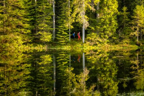 Wild romantische Wanderung durch die Tannenwälder