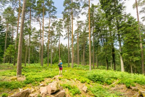 Unterwegs auf dem Heidelbeerweg 