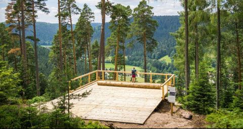 Heidelbeerplattform am Schöllkopf