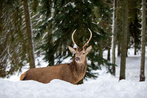 Hirsch im Schnee